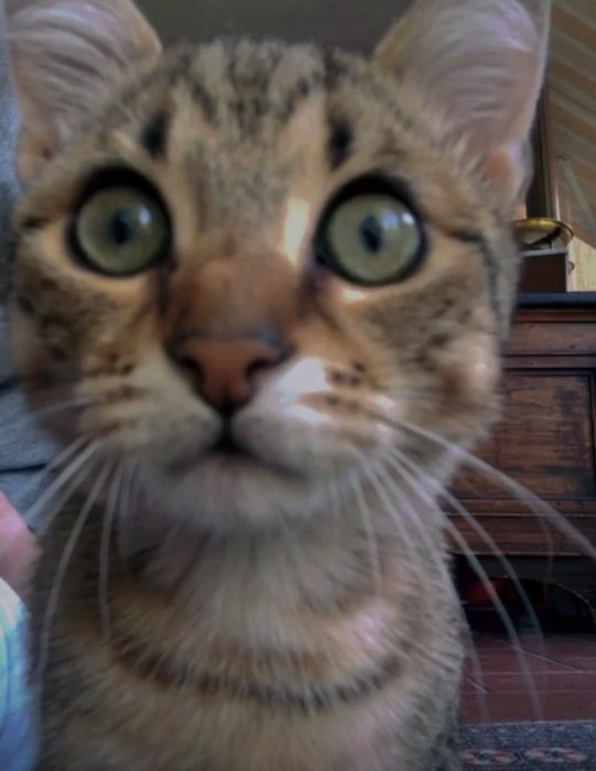 Animali